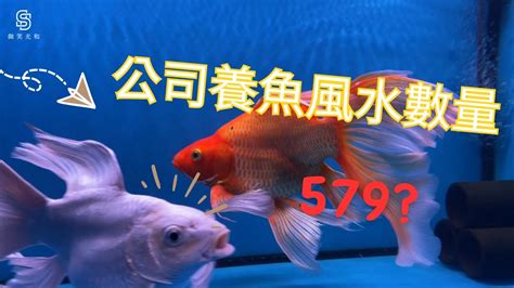 店面養魚|【魚要養幾隻】養魚招財，數量要養幾隻最旺？風水專。